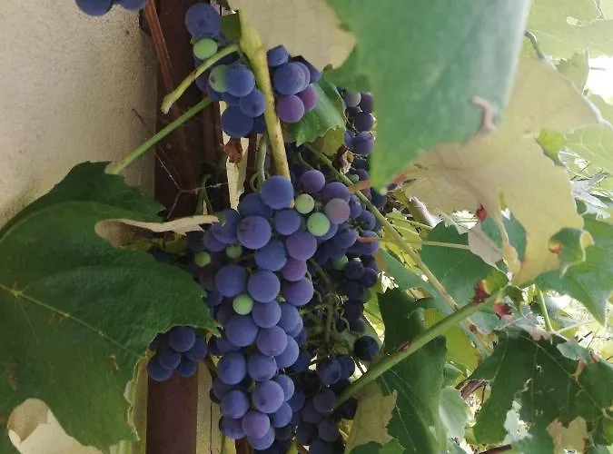 Ulrichsbrunn Prázdninový dům Hartmannsdorf